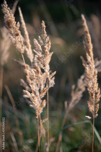 Dry grass with green bokeh