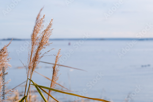 ears of wheat against the blue sky. Phragmites on the background of the sea. reed tier, reed seeds. Abstract natural background. Minimalistic, stylish, trendy concept.