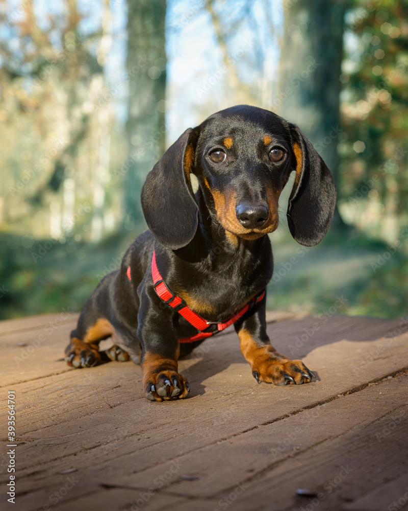 Retrato de cachorro de la raza Teckel sentado sobre un suelo de madera y fondo desenfocado de un bosque