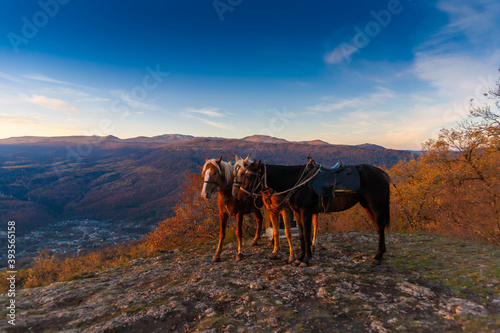 Fototapeta Naklejka Na Ścianę i Meble -  Animal. Horse in autumn