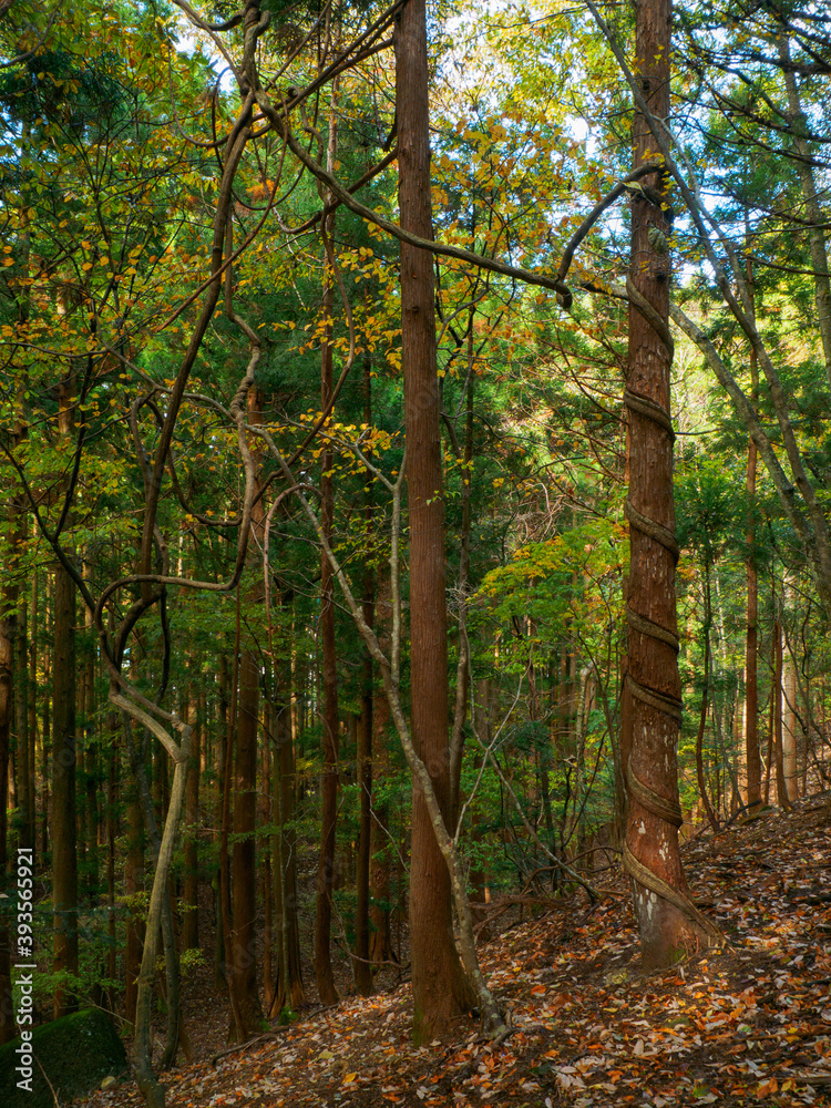 Cedar trees and climbing plants coiling around them (Tochigi, Japan) Cedar trees and climbing plants coiling around them (Tochigi, Japan)