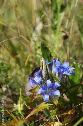 Close-up of inflorescence of blue flowers gentian Gentianella caucasea photo