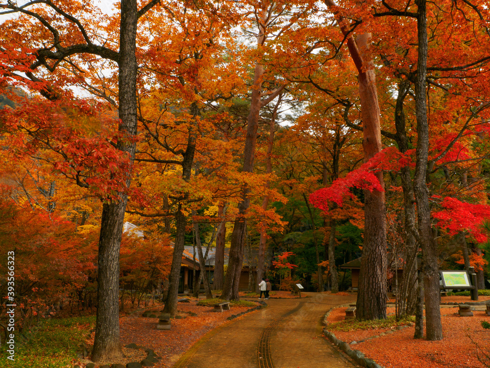 Fototapeta premium Walkway through autumnal trees (Tochigi, Japan)