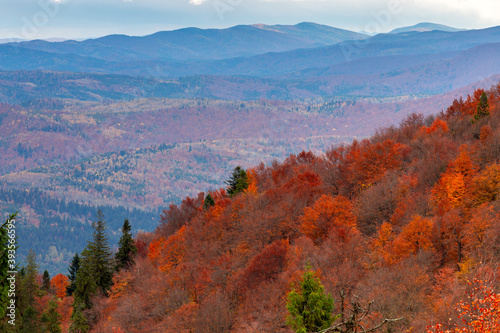 Carpathians. Autumn colorful forest.