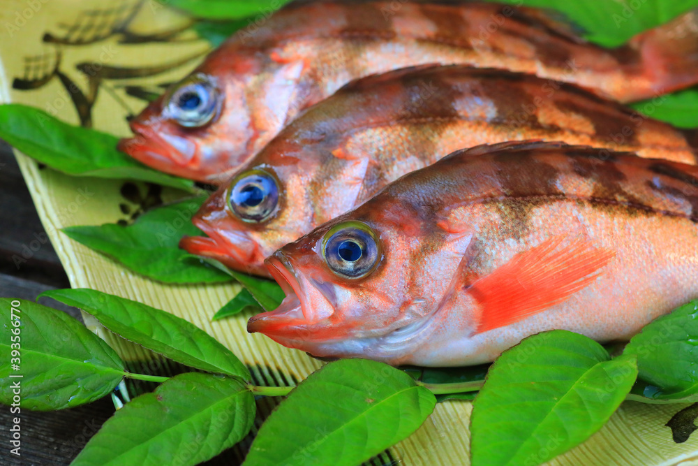 Japanese rockfish or Japanese sea perch (Sebastes cheni) Japanese rockfish or Japanese sea perch (Sebastes cheni)