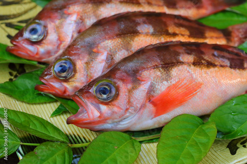 Japanese rockfish or Japanese sea perch (Sebastes cheni)