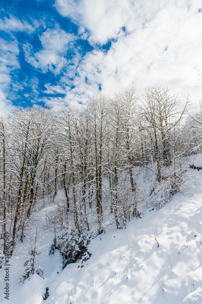 Winter snow covered trees in the mountains Winter snow covered trees in the mountains