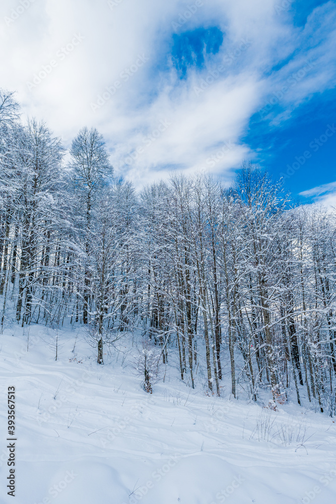 Winter snow covered trees in the mountains Winter snow covered trees in the mountains