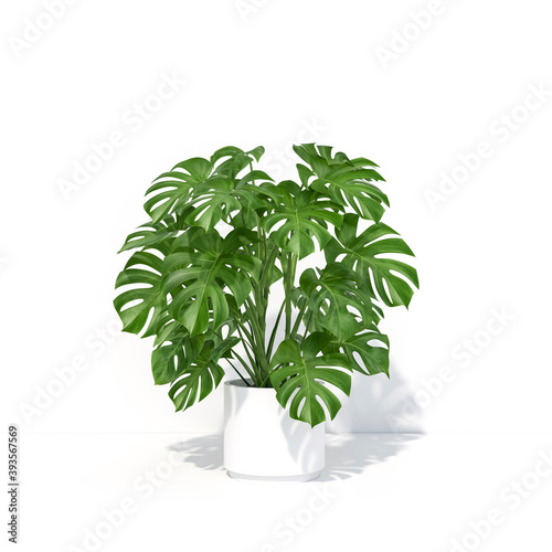 Monstera leaves or Swiss cheese plant on white background 3d rendering. 3d illustration tropical tree template for beauty cosmetics products minimal style concept.
