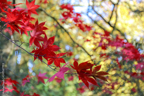 Acer Amoenum or Japanese Maple. Red leaves tree in Autumn with a bright background