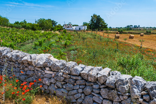 Olive trees and trulli of the Itria valley. Puglia
