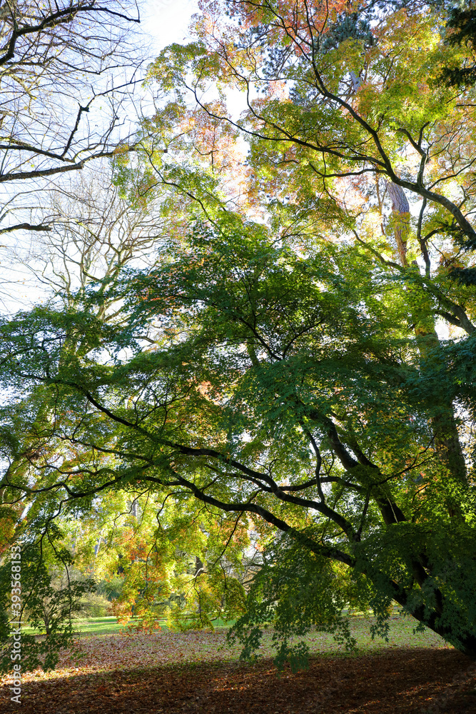 Fototapeta premium tree branches of Platanus Orientalis or Oriental plane in a landscaped park