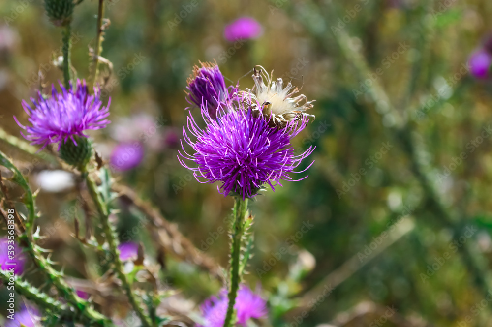 close-up - beautiful purple burdock flower on a background of greenery close-up - beautiful purple burdock flower on a background of greenery