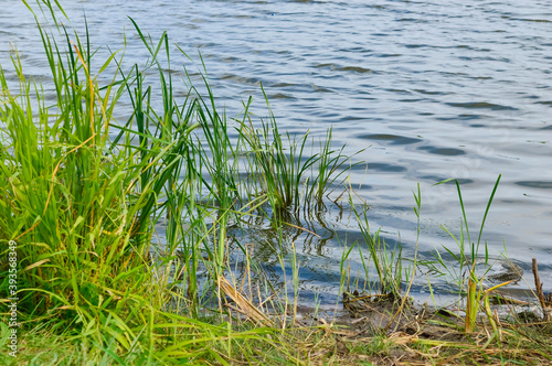 calm ripples on the surface of the river near the bank with tall green grass