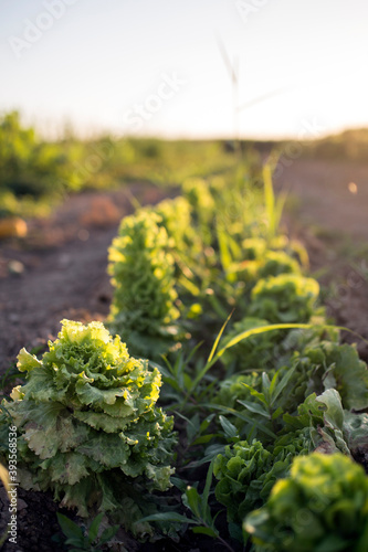 Lettuces growing in the orchard