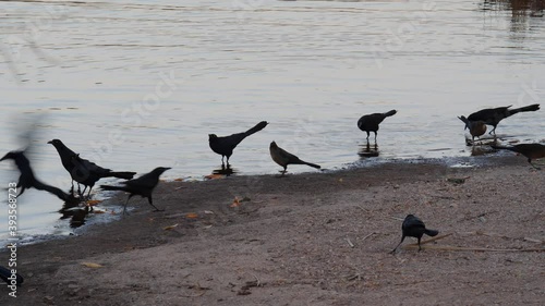 Crows feeding on the shore of a lake