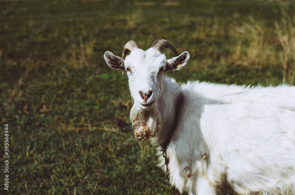 Front view portrait of a white goat on a meadow