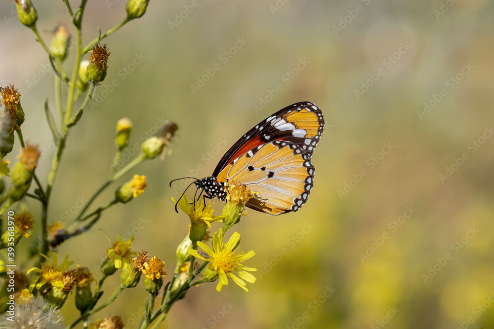 Obraz premium Sultan butterfly / Danaus chrysippus