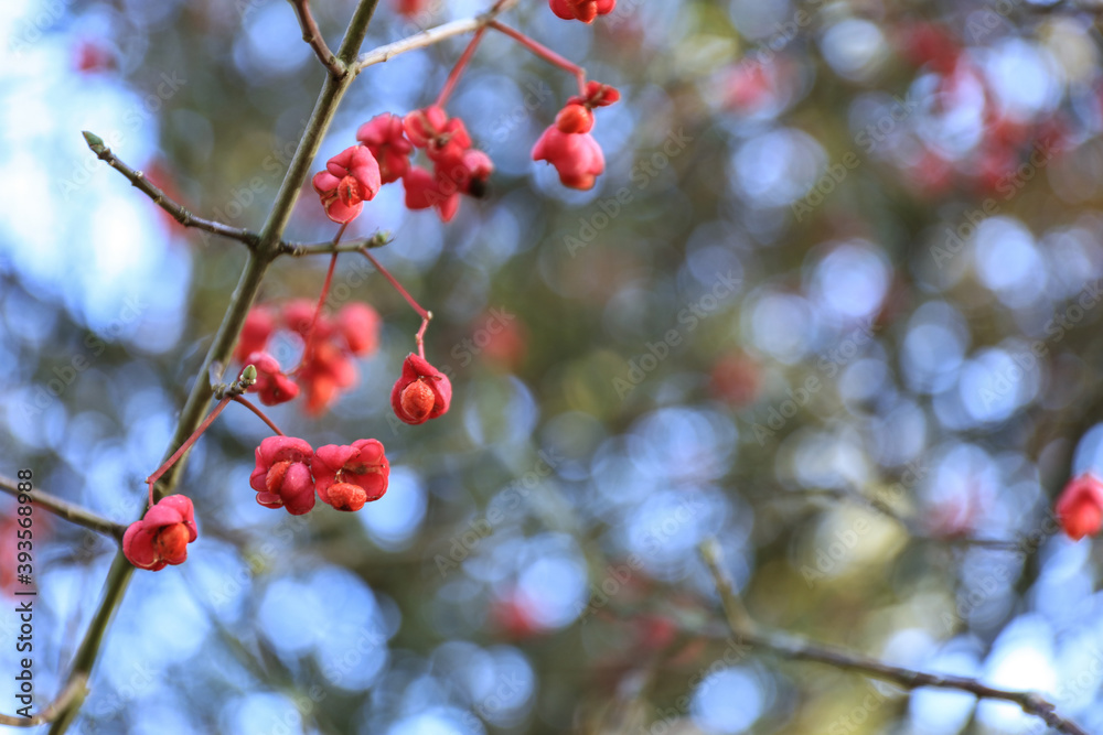 Close-up of Red berry of Euonymus latifolius or Broadleaf spindle. Family of Celastraceae Close-up of Red berry of Euonymus latifolius or Broadleaf spindle. Family of Celastraceae