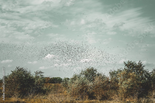 Huge flock of birds flying over a meadow