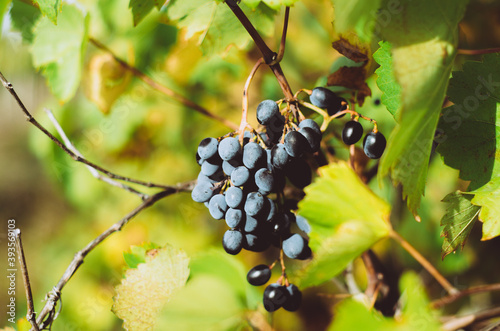 Bunch of purple grapes on vine. Concept autumn/fall harvest, abundance, winemaking