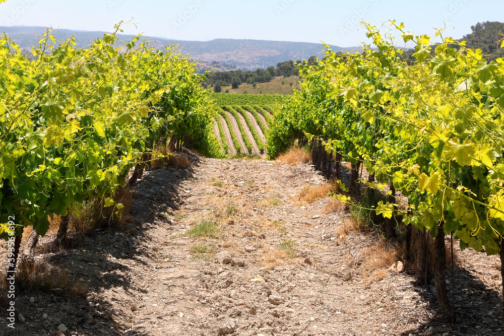 Green vineyards. Agricultural valley. Emek Sorek. Judean Hills. Judean Mountains. Israel 