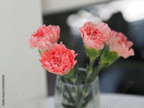 pink tulips in vase