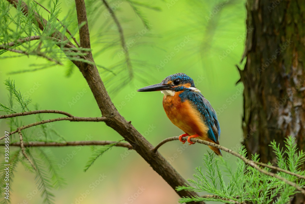 A Common Kingfisher stays on a branch
