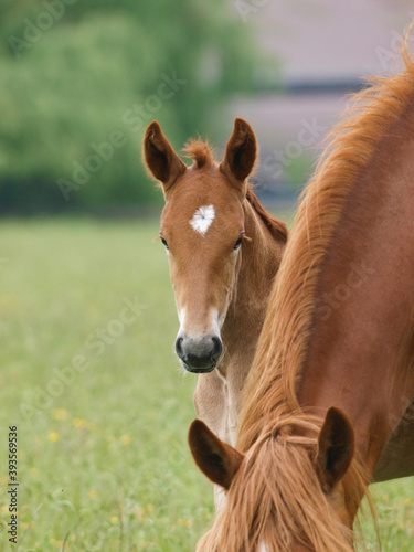 Cute Rare Breed Foal