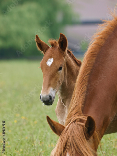 Cute Rare Breed Foal