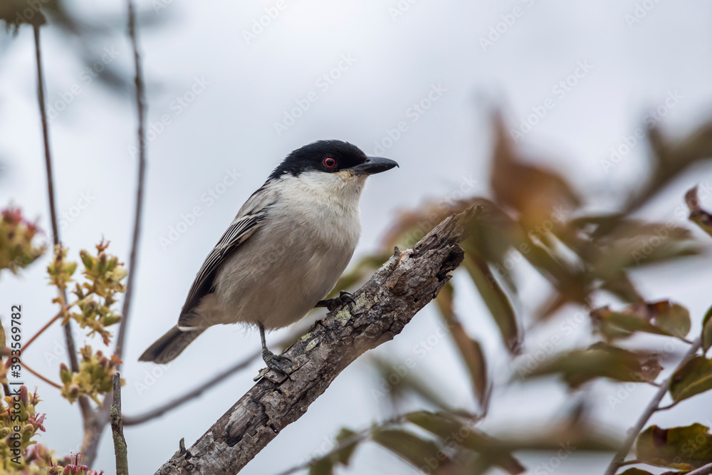 Black backed Puffback standing on a branch isolated in Kruger National park, South Africa ; Specie Dryoscopus cubla family of Malaconotidae Black backed Puffback standing on a branch isolated in Kruger National park, South Africa ; Specie Dryoscopus cubla family of Malaconotidae