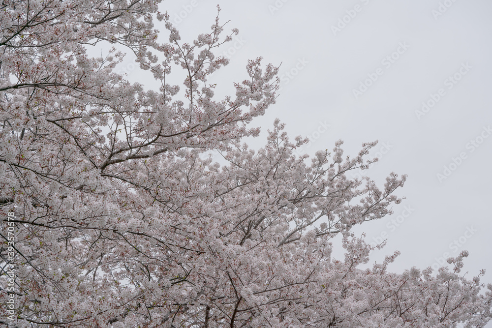 満開の桜の花