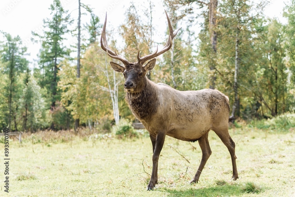 deer with large antlers on a background of green grass deer with large antlers on a background of green grass