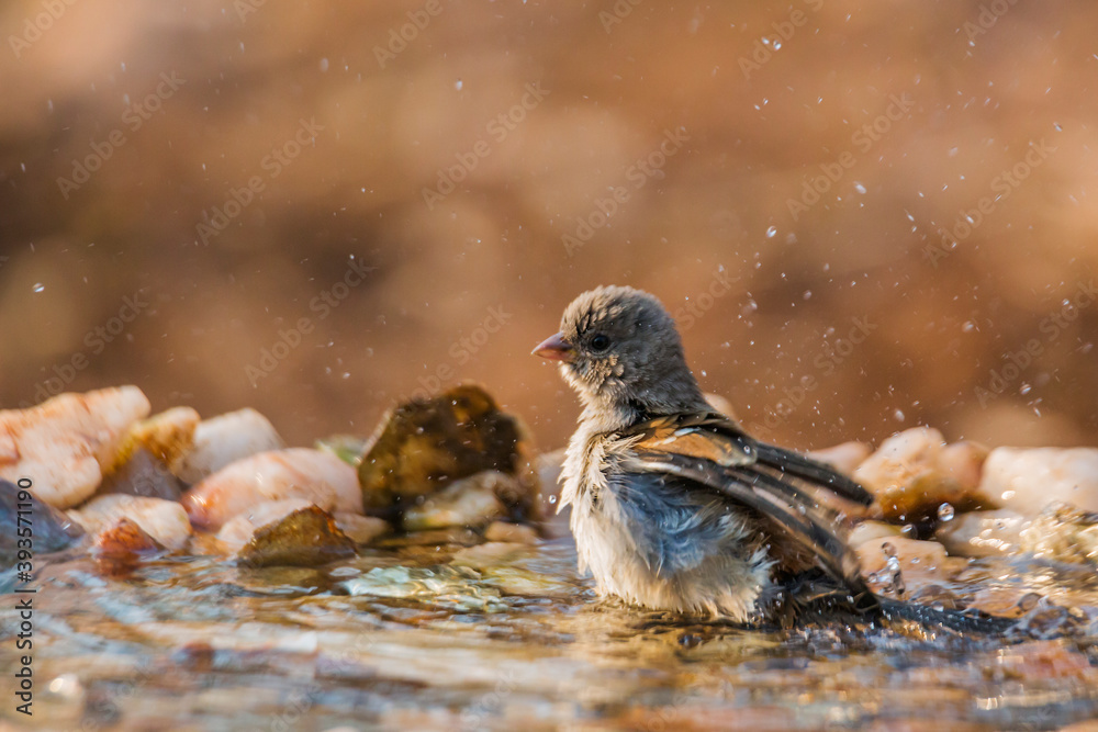 Obraz premium Southern Grey-headed Sparrow bathing in waterhole in Kruger National park, South Africa ; Specie family Passer diffusus of Passeridae