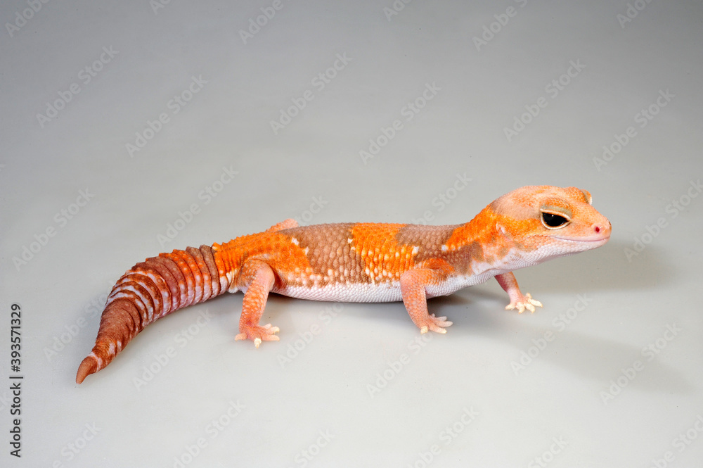 African fat-tailed gecko - albino // Afrikanischer Fettschwanzgecko