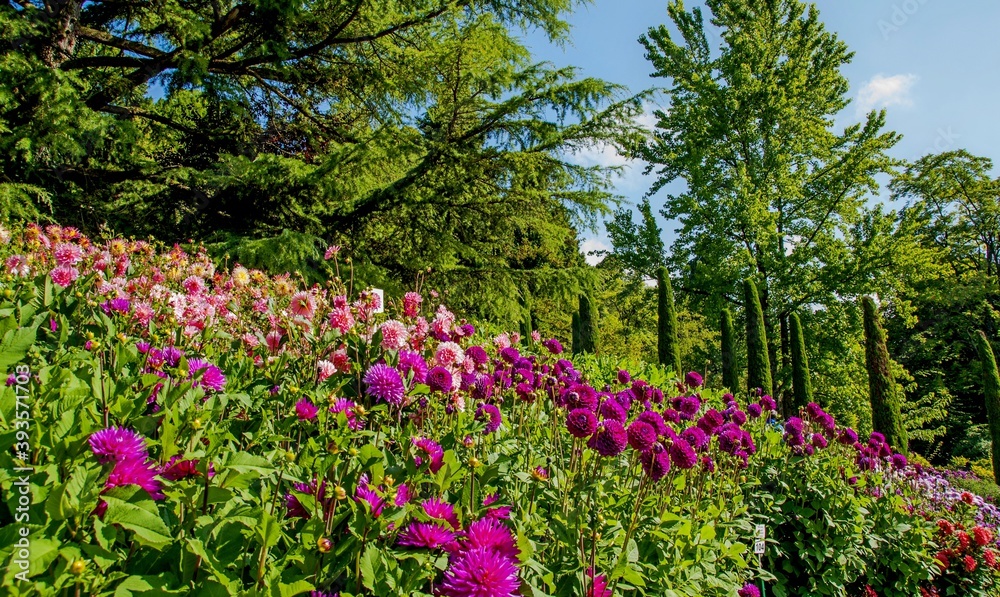   Bodensee Mainau  Blumen Insel