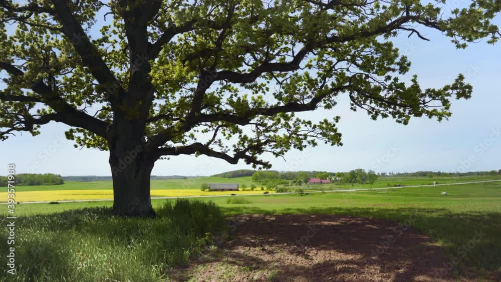 An old oak tree with large branches stands on a hilltop. Below cars passing by fields along the highway. It is summer sunny weather. Latvia An old oak tree with large branches stands on a hilltop. Below cars passing by fields along the highway. It is summer sunny weather. Latvia