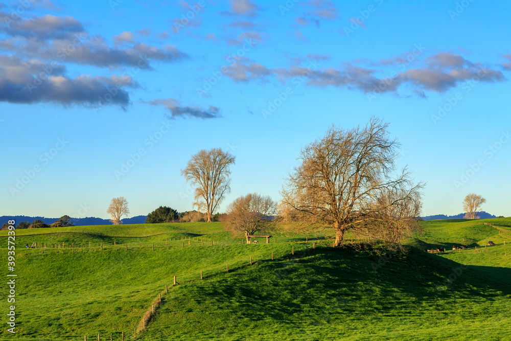 Leafless winter trees on rolling green farmland. Photographed in the Waikato Region, New Zealand 