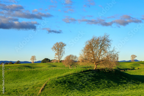 Leafless winter trees on rolling green farmland. Photographed in the Waikato Region  New Zealand 
