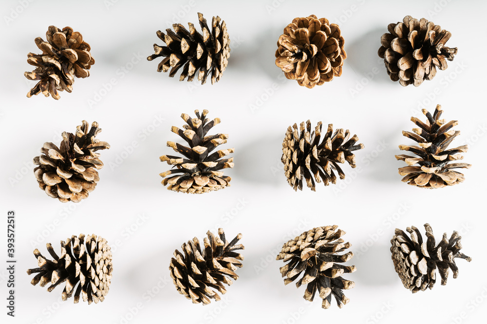 Pine cone on white background. Fall concept. Flat lay, top view, copy space