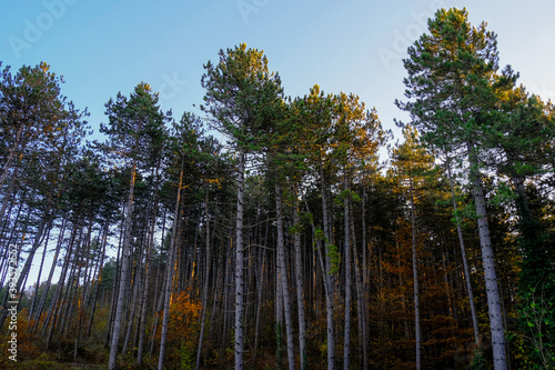 Coniferous forest in autumn across sunset sky. natural background