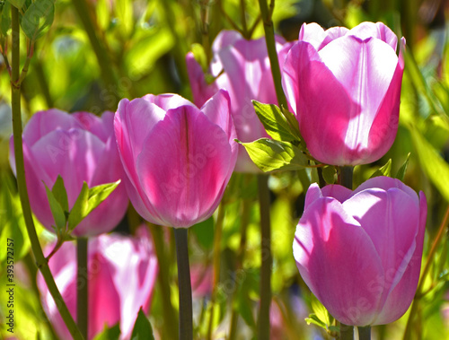 Fototapeta Naklejka Na Ścianę i Meble -  Pink tulip flowers