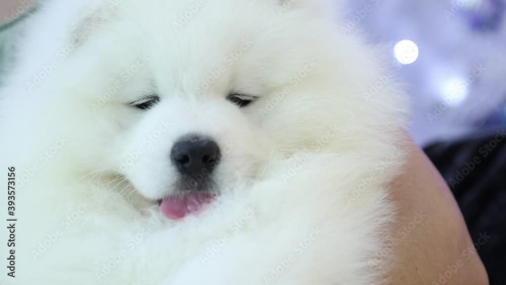 A white Samoyed dog puppy in a Christmas photo Studio. Close up. A white Samoyed dog puppy in a Christmas photo Studio. Close up.
