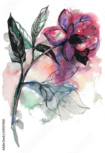 Watercolor hand drawn rose flower.