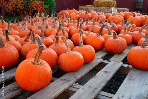 Display of round orange pumpkins at the farmers market in the fall