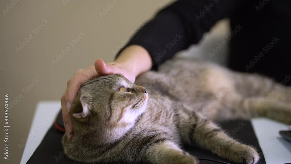 The cat lies on the mouse pad on the owner's table. The cat lies on the mouse pad on the owner's table.