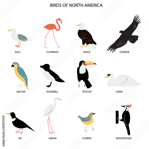 Illustration with birds of North America - gull, flamingo, eagle, condor, macaw, razorbill, jay, heron, toucan, swan, catbird, woodpecker.