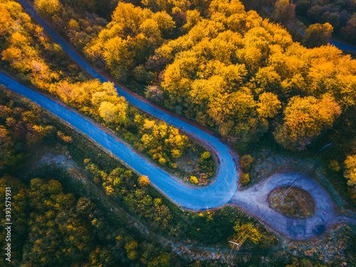 Road in the forest