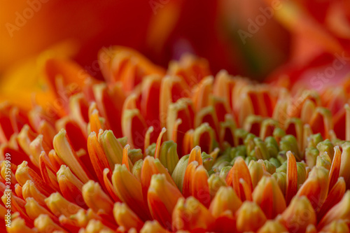 Close-up of the orange, red and green petals of a Gerbera blossom © jokuephotography