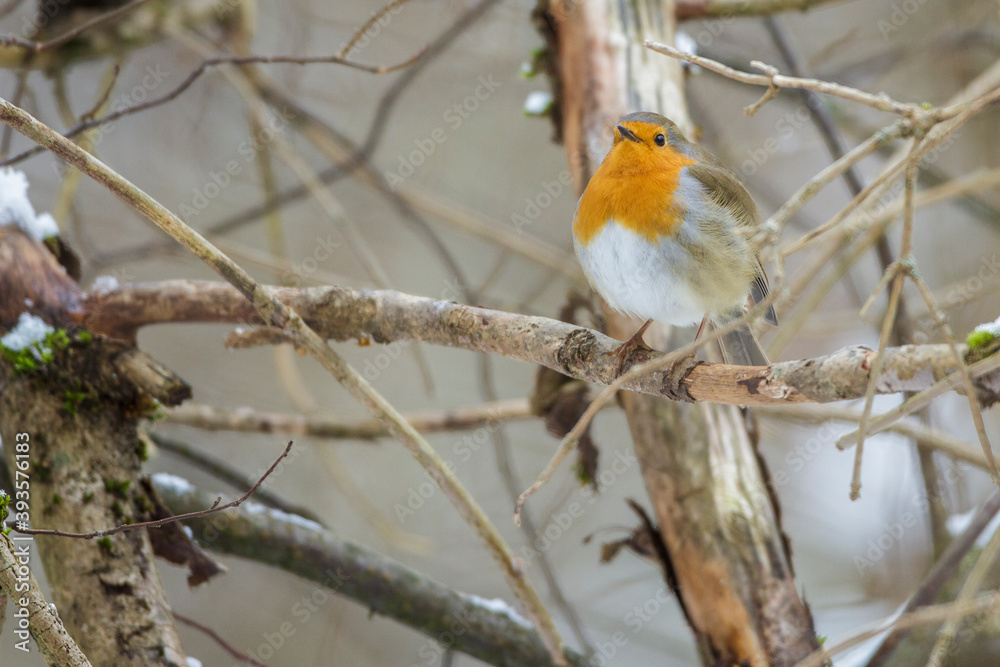 Rotkehlchen (Erithacus rubecula) Rotkehlchen (Erithacus rubecula)